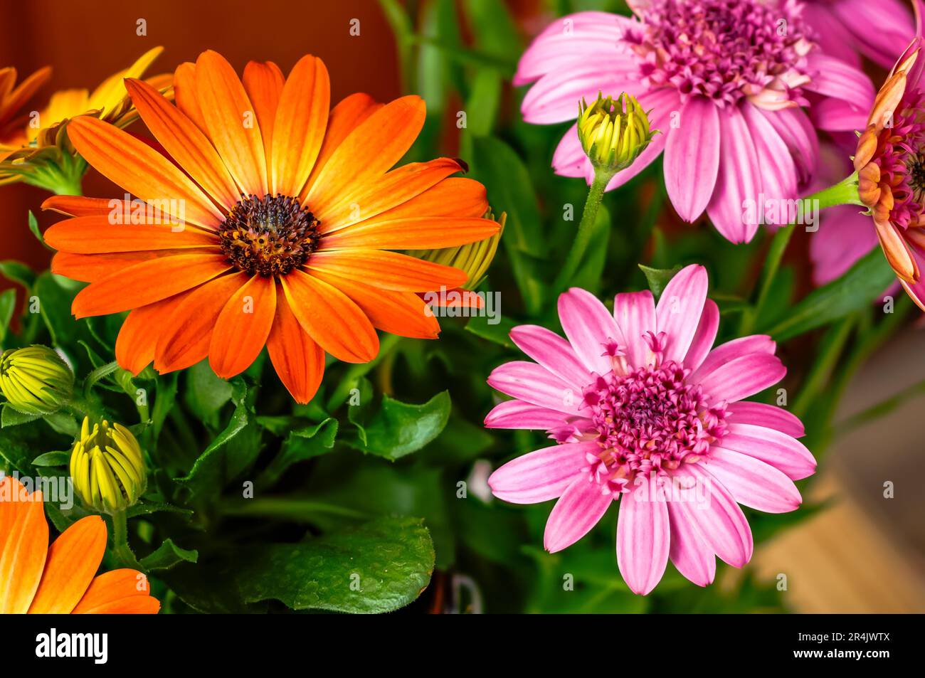African daisy,Osteospermum,delicate flowers in warm sunny colors,two-colored petals,pink,orange,striking ornamental plant in full bloom from a close d Stock Photo