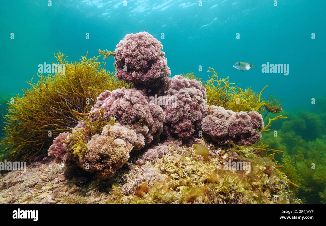 Jania rubens seaweed, the slender-beaded coral weed underwater in the Atlantic ocean, natural scene, Spain, Galicia Stock Photo