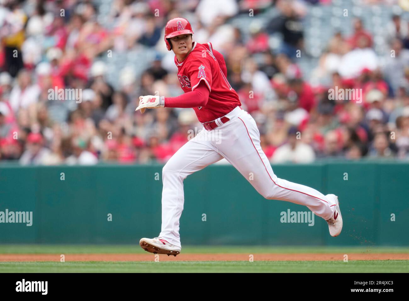 Los Angeles Angels' Gio Urshela runs to third base during a baseball game  against the Miami Marlins Sunday, May 28, 2023, in Anaheim, Calif. (AP  Photo/Marcio Jose Sanchez Stock Photo - Alamy