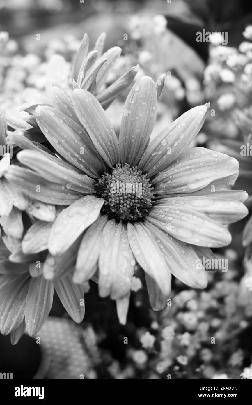 A closeup of a typical beautiful daisy flower in full bloom in a black ...