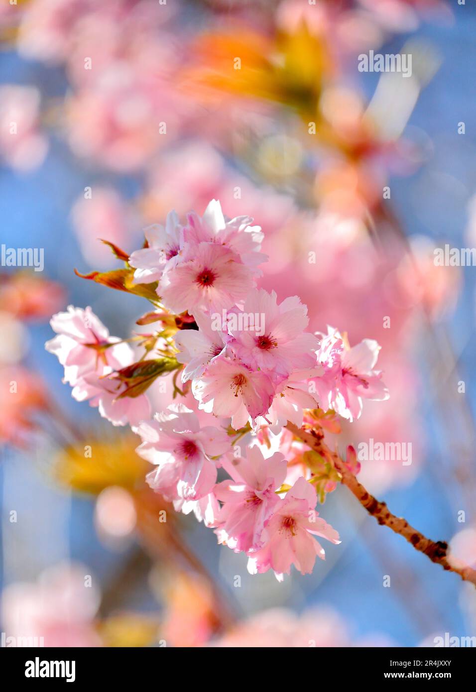 Cherry bloooms hi-res stock photography and images - Alamy