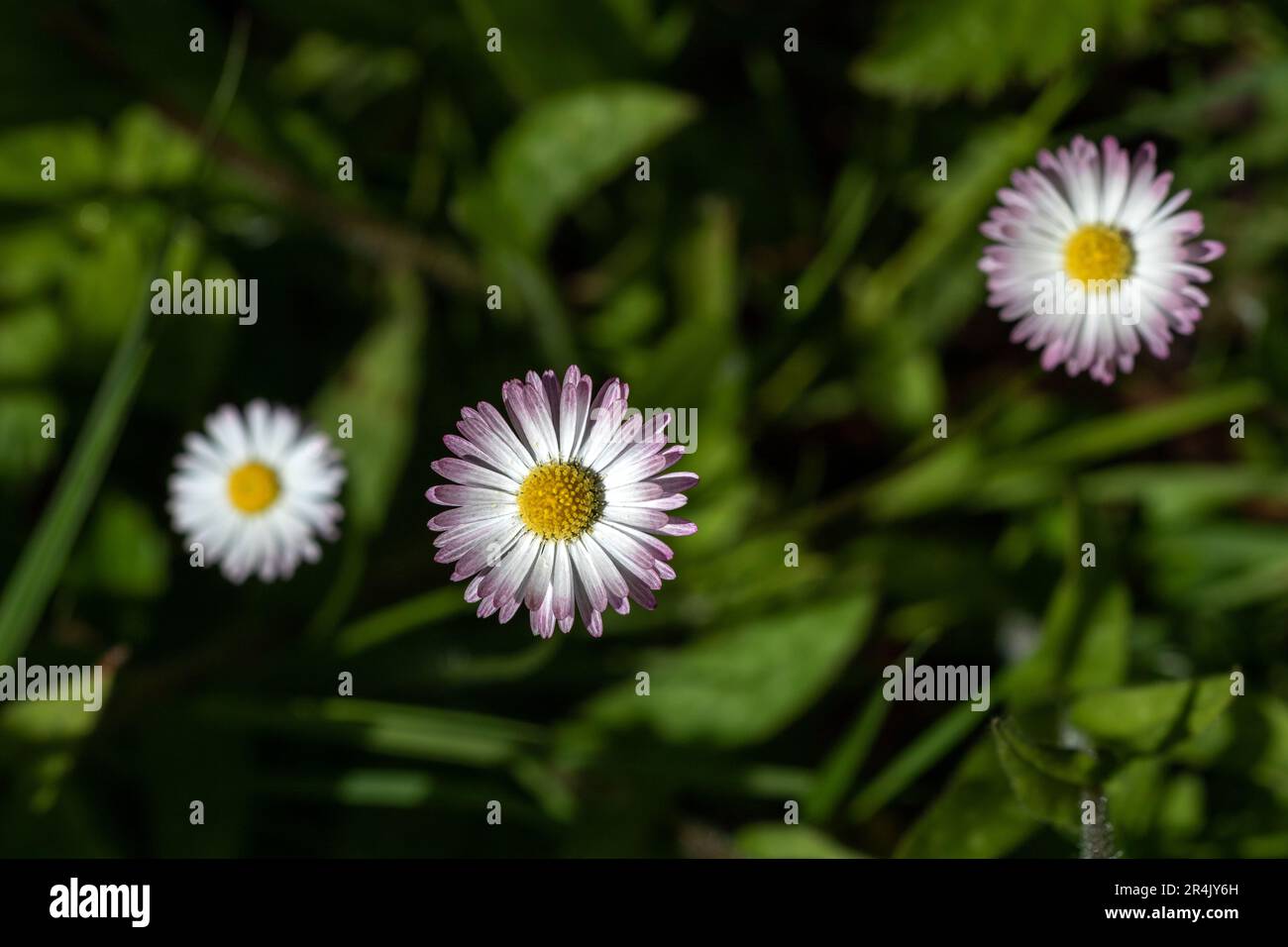 Three daisy flowers (Bellis perennis) in the sunshine. Stock Photo