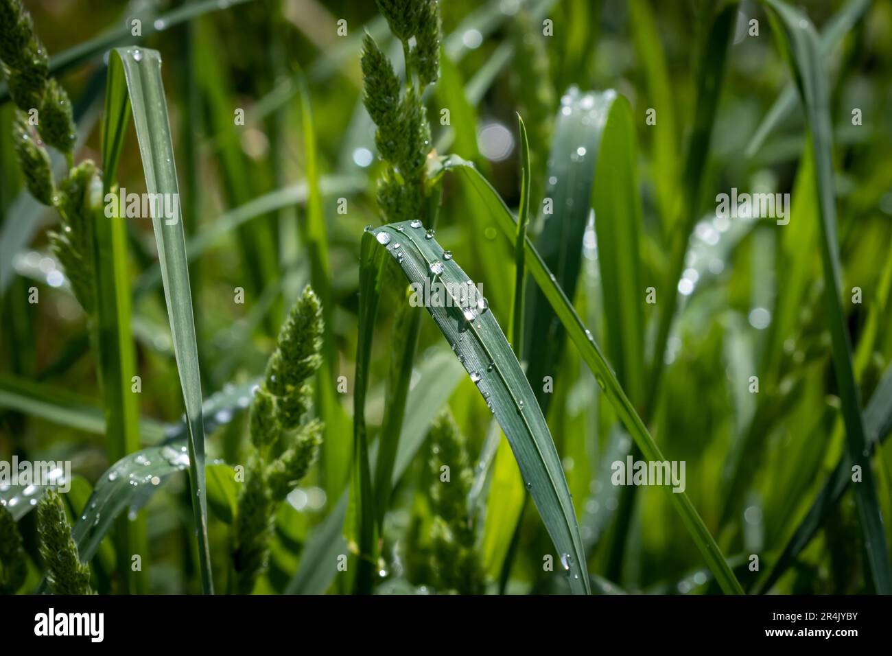 Droplets of rain on wet, long, green grass. Stock Photo