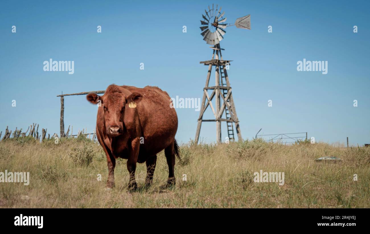Clayton Gardner raises cattle on 777 Ranch in Torrance County, NM