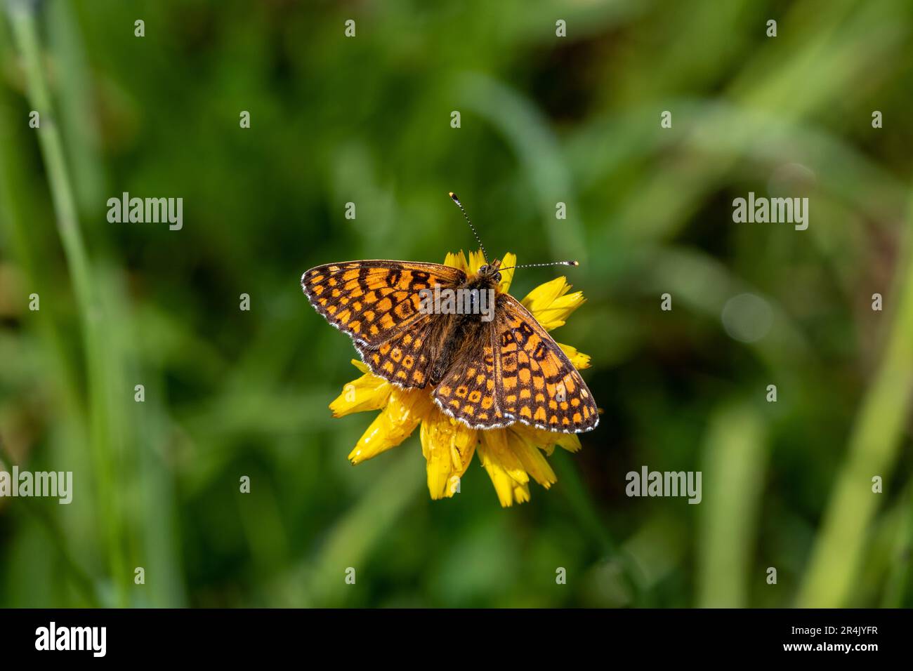 A Glanville fritillary (Melitaea cinxia) settled on a yellow flower. Stock Photo