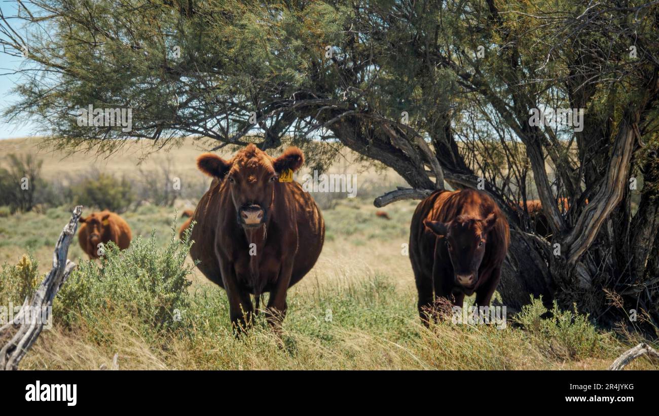 Cattle trough water arid hi-res stock photography and images - Alamy
