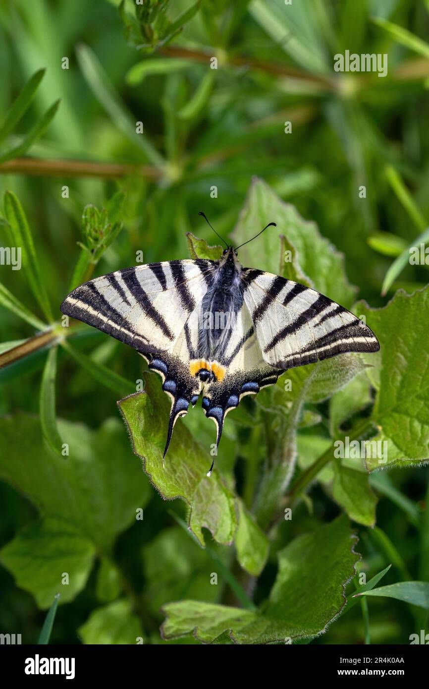 A Scarce swallowtail (Iphiclides podalirius) butterfly on green leaves. Stock Photo
