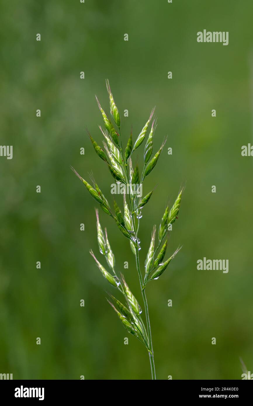 Soft brome (Bromus hordeaceu) with water droplets on green background. Stock Photo