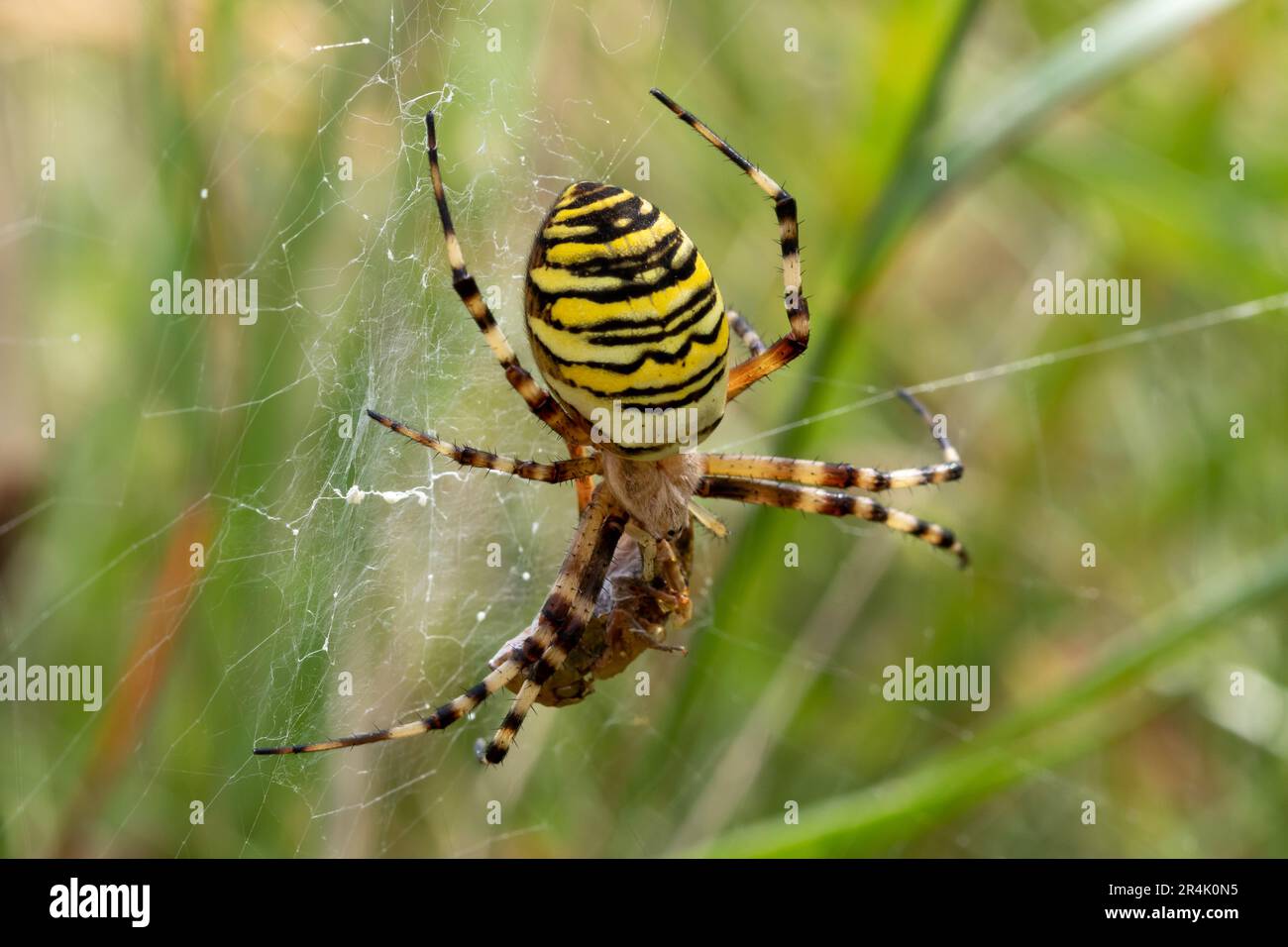 A Wasp spider ( Argiope bruennichi) with prey. Stock Photo