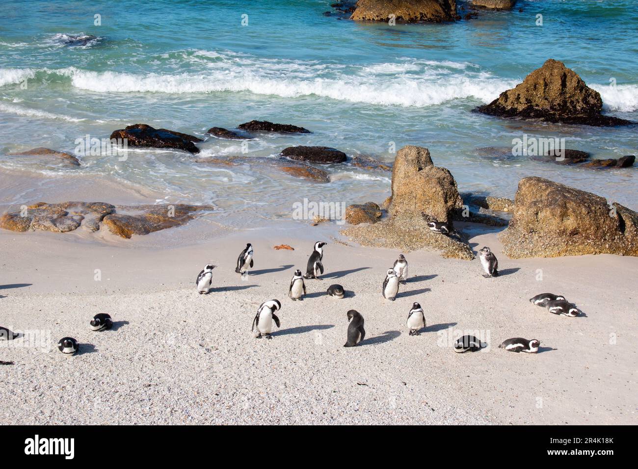 African Penguins Colony On Boulders Beach Near Cape Town South Africa African Penguins Colony On Boulders Beach Near Cape Town South Africa