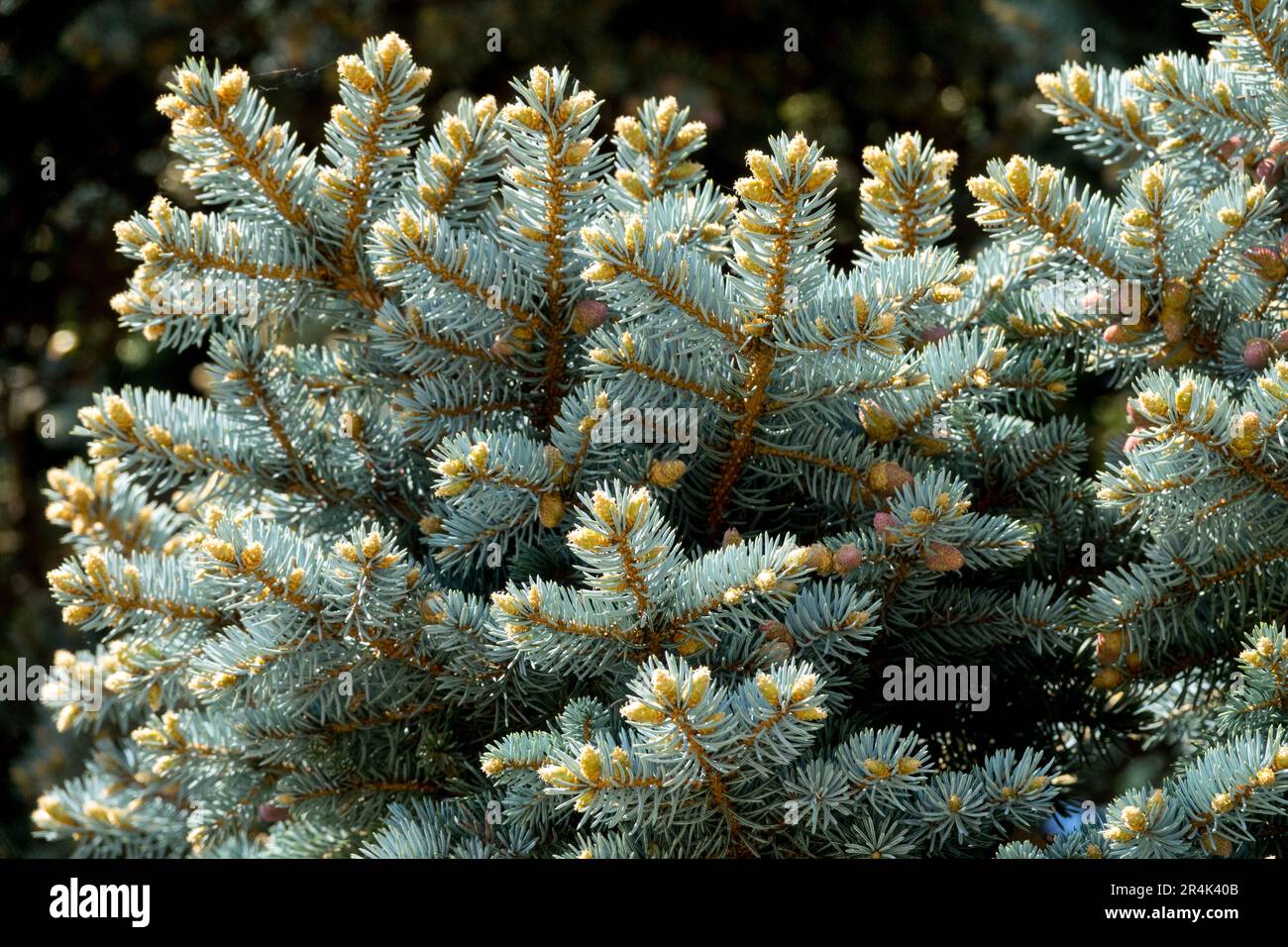 Silver Spruce, Twigs, Picea pungens 'Hoopsii' Stock Photo