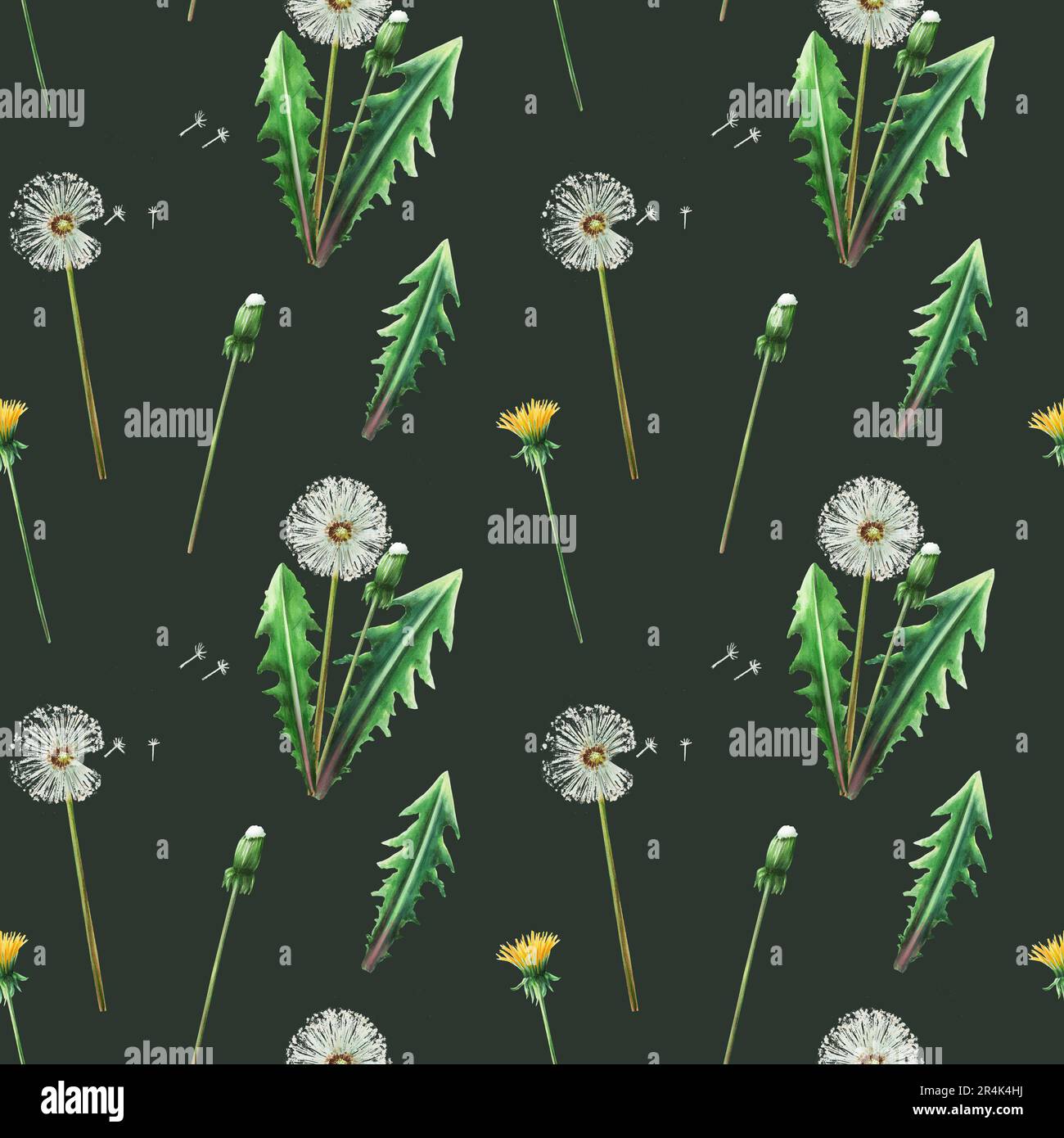 Watercolor seamless pattern with dandelions flowers and green leaves. Hand painting clipart botanical meadow illustration n a white isolated backgroun Stock Photo