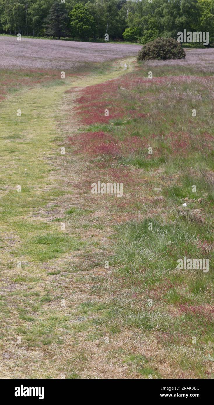 Grass path in the English countryside Stock Photo