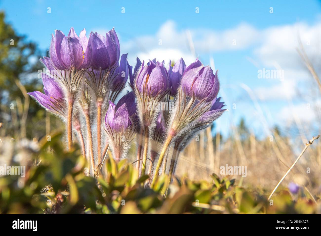 Yukon crocus pasque flower plant to bloom during spring time in northern Canada. Surrounded by greenery in May Stock Photo