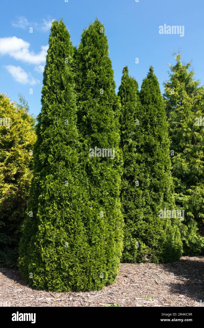 Thuja tree, Thuja occidentalis "Smaragd", Green, Columnar, Upright, Tree, Thuja "Smaragd" Stock Photo
