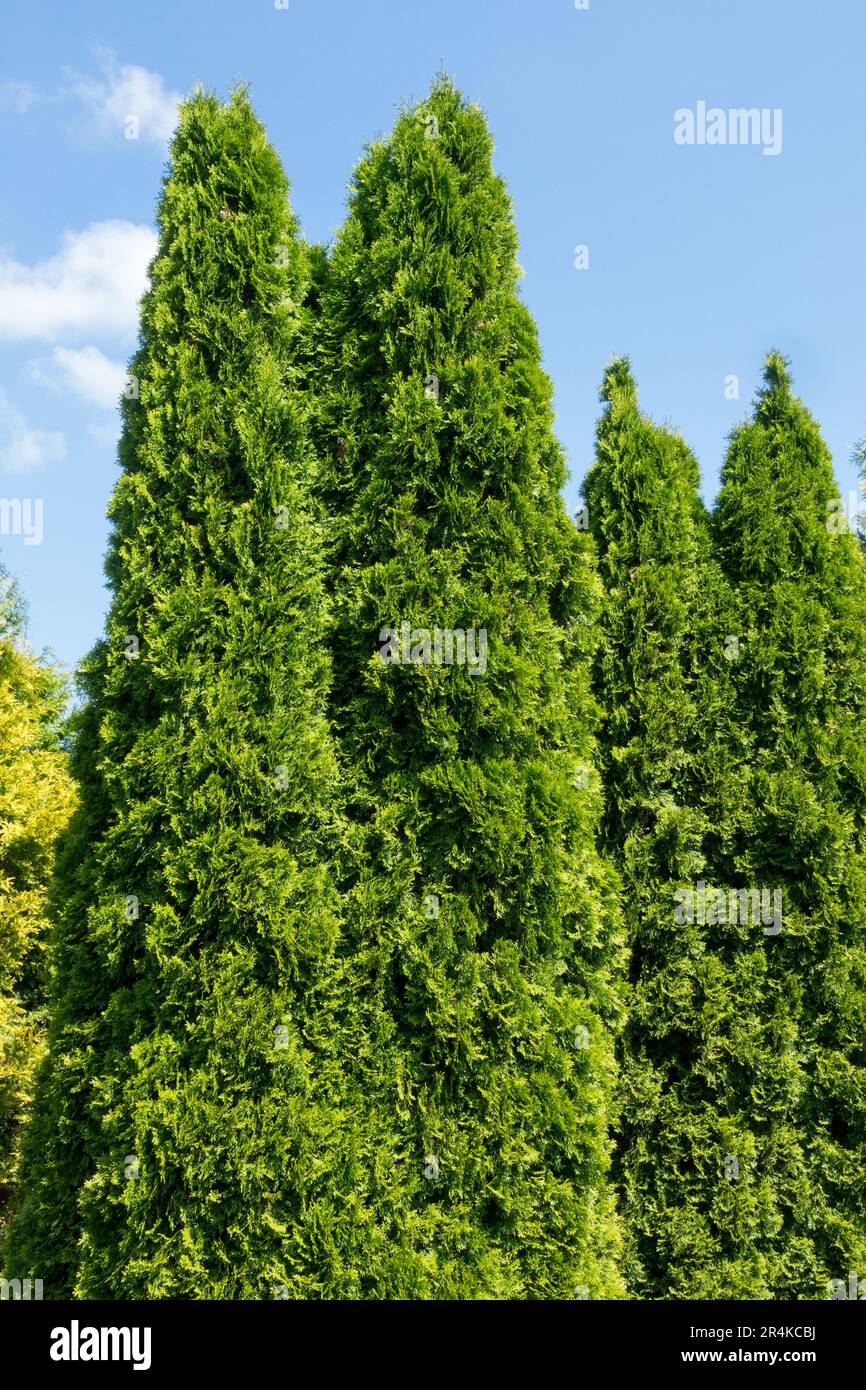 American Arborvitae, Thuja "Smaragd", Upright, Columnar, Thuja tree