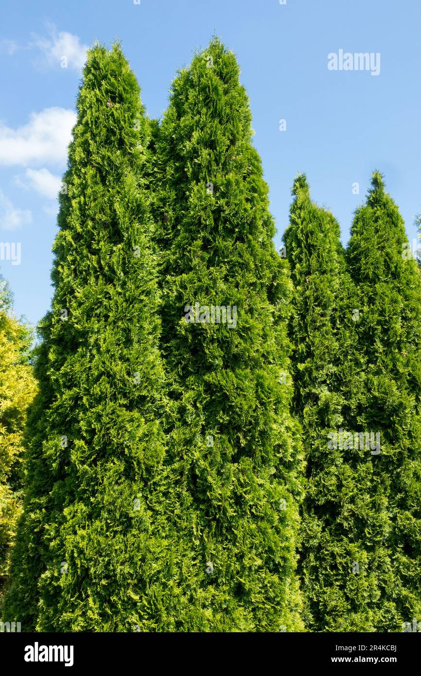 American Arborvitae, Thuja 'Smaragd', Upright, Columnar, Thuja tree Stock Photo