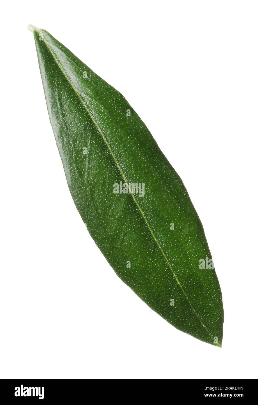 Olive vegetation Cut Out Stock Images & Pictures - Alamy