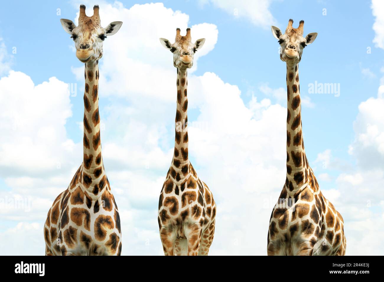 Tall giraffes beautiful cloudy hi-res stock photography and images - Alamy