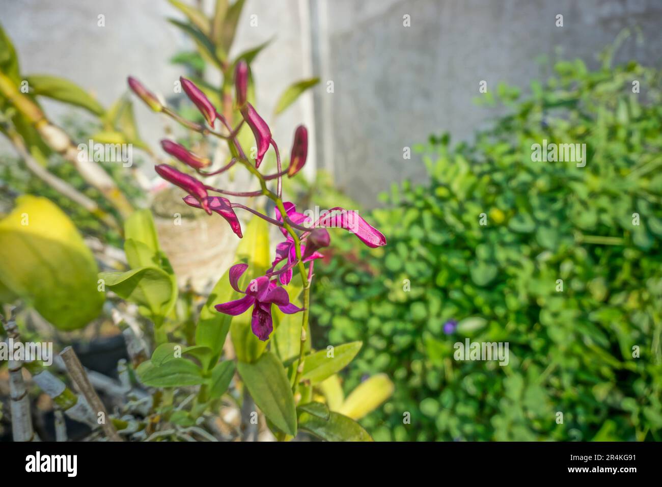 Dendrobium Indonesia Damai is an orchid cross of Dendrobium Tosons and Lasiantera. Stock Photo