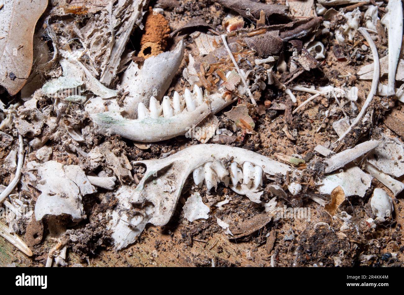Regurgitate pellets hi-res stock photography and images - Alamy