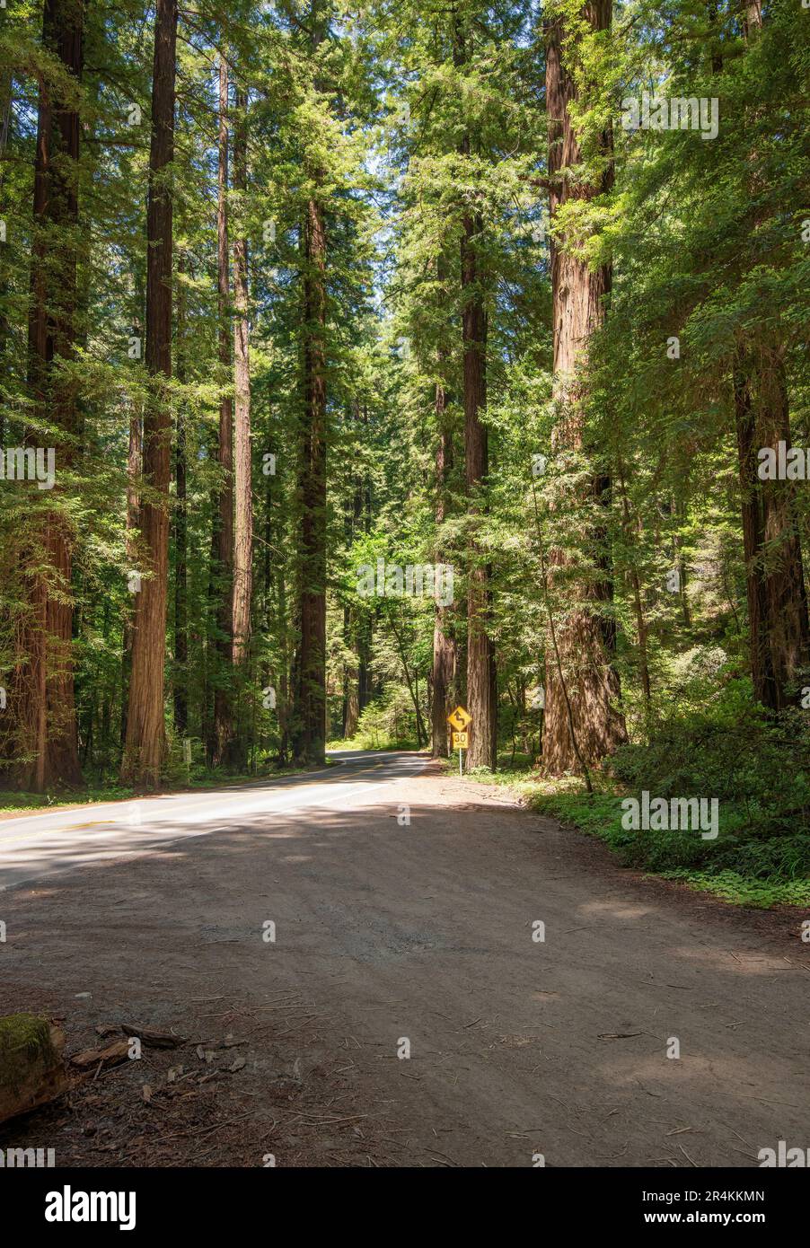 Norcal Forests Avenue of the giants in northern California forest Stock Photo - Alamy