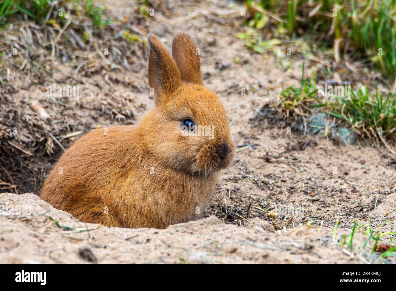 Species burrow hi-res stock photography and images - Alamy