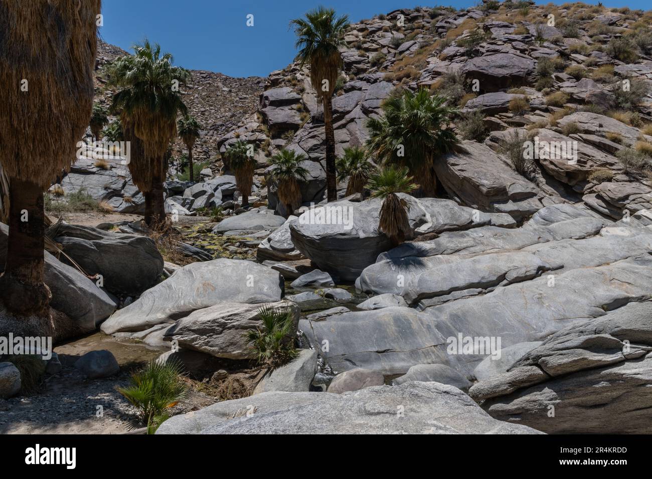 Indian canyon palm desert tree hi-res stock photography and images - Alamy