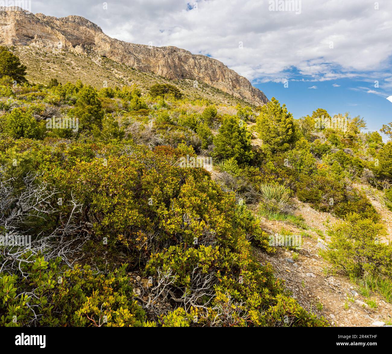The Eagles Nest Loop and The Spring Mountains Range, Spring Mountains