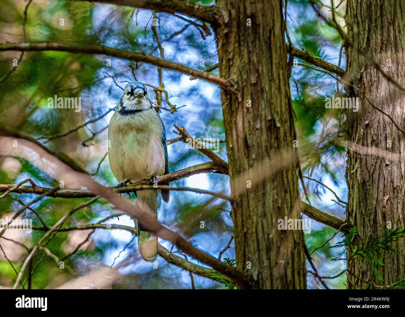 Blue jay on a branch in the forest. Birds of Canada. In a Canadian forest, I met a bird, the symbol of the Blue Jay baseball team from Toronto. Stock Photo