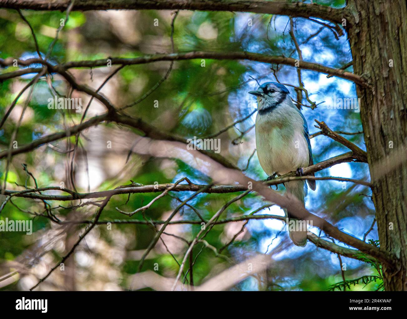 Blue jay on a branch in the forest. Birds of Canada. In a Canadian forest, I met a bird, the symbol of the Blue Jay baseball team from Toronto. Stock Photo