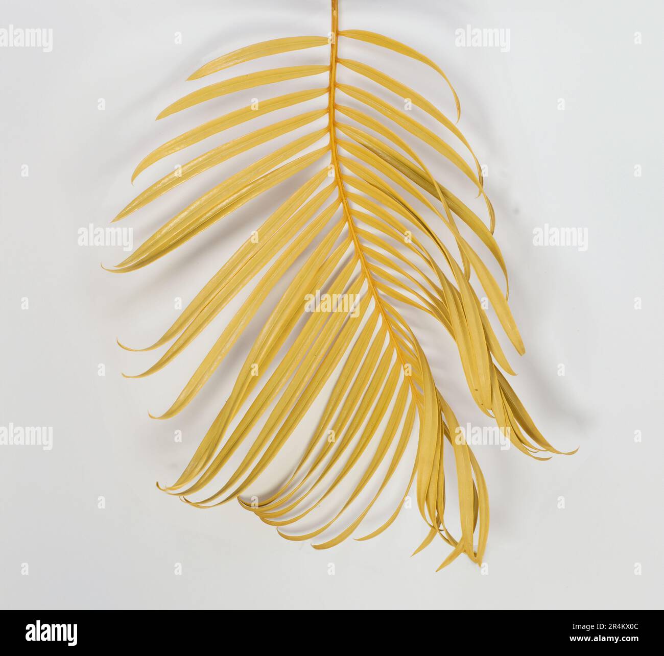 Tropical dry palm leaf isolated on white background Stock Photo Alamy
