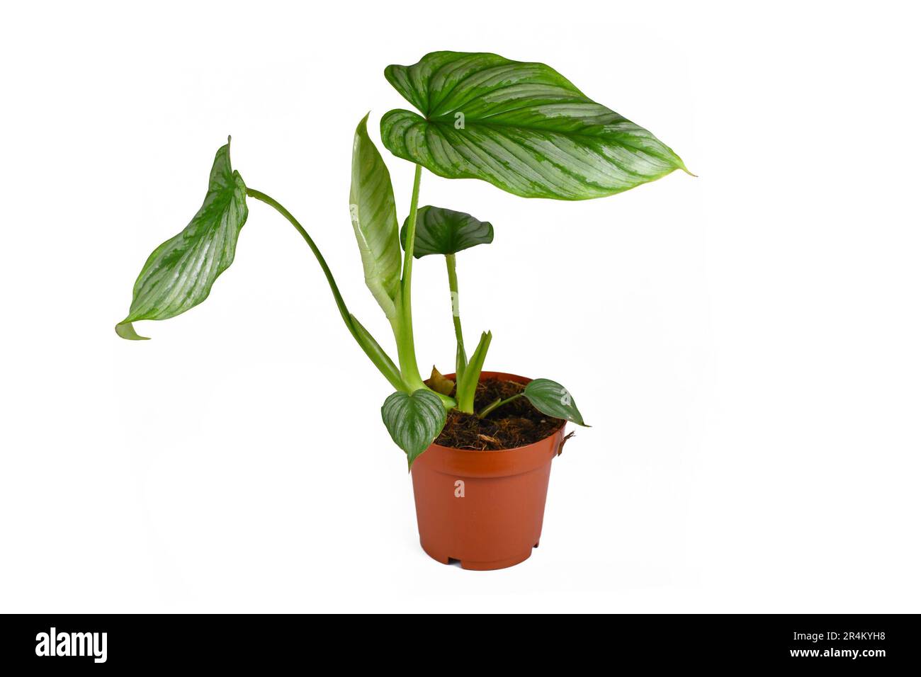 Potted 'Philodendron Mamei' houseplant with with silver pattern on white background Stock Photo