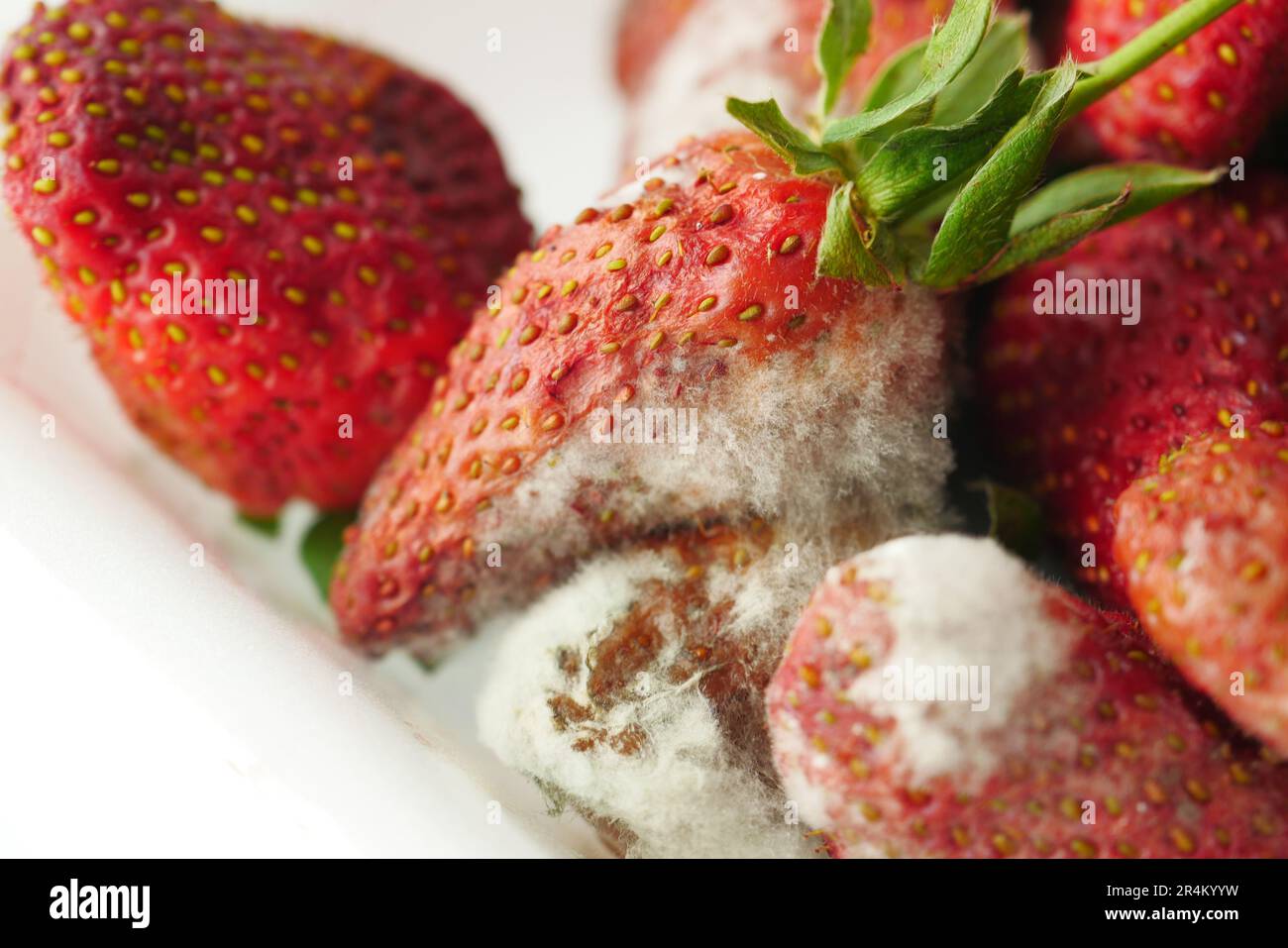 Moldy Strawberry - Stock Image - C007/6140 - Science Photo Library