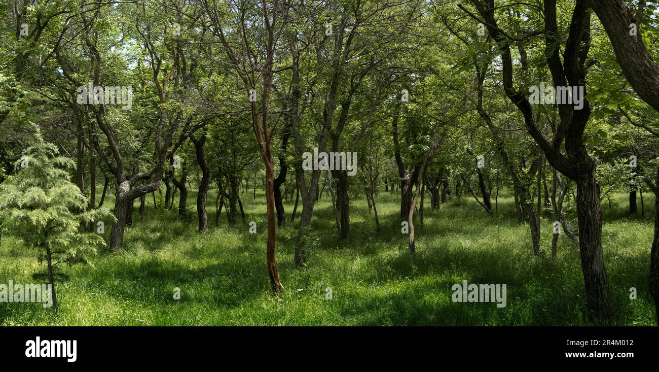 Deciduous forest with fluffy green grass panorama. Bright sunny day. Stock Photo