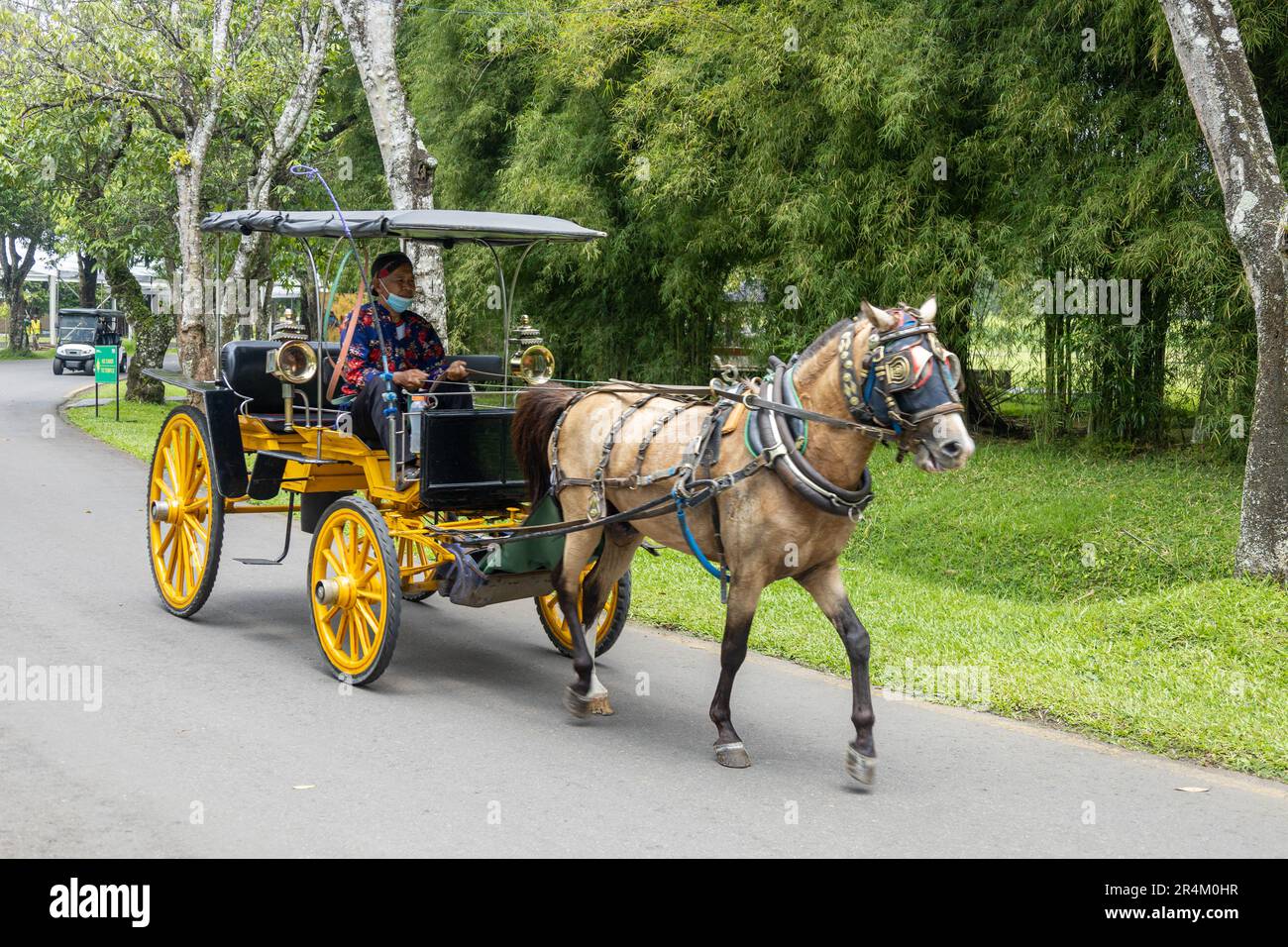 Magelang, Indonesia - April 2023: Delman traditional vehicles in the ...