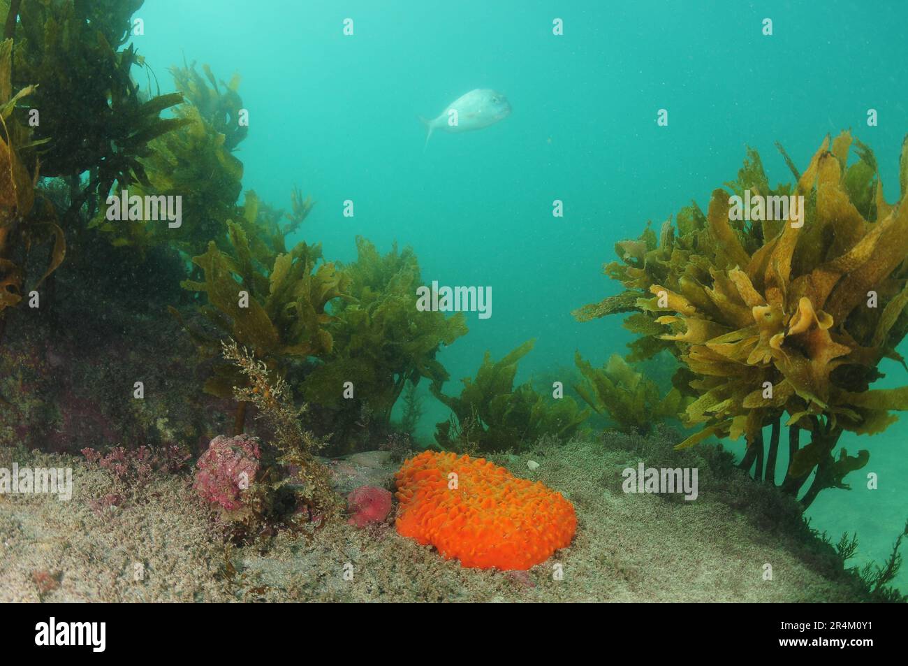 Bright orange nipple sponge on rocky bottom among brown seaweeds. Location: Leigh New Zealand Stock Photo