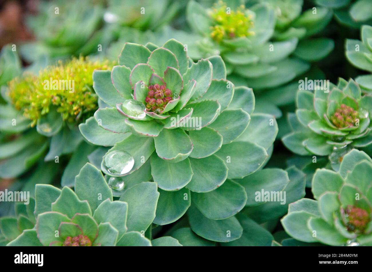 Roseroot stonecrop flower. Close up macro image of water drops on leaves. Sedum rosea Stock Photo