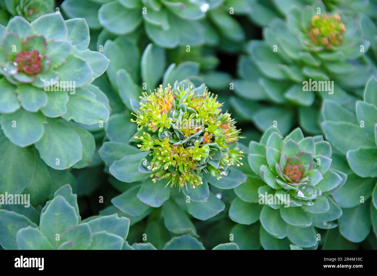 Roseroot stonecrop flower. Close up image. Sedum rosea Stock Photo