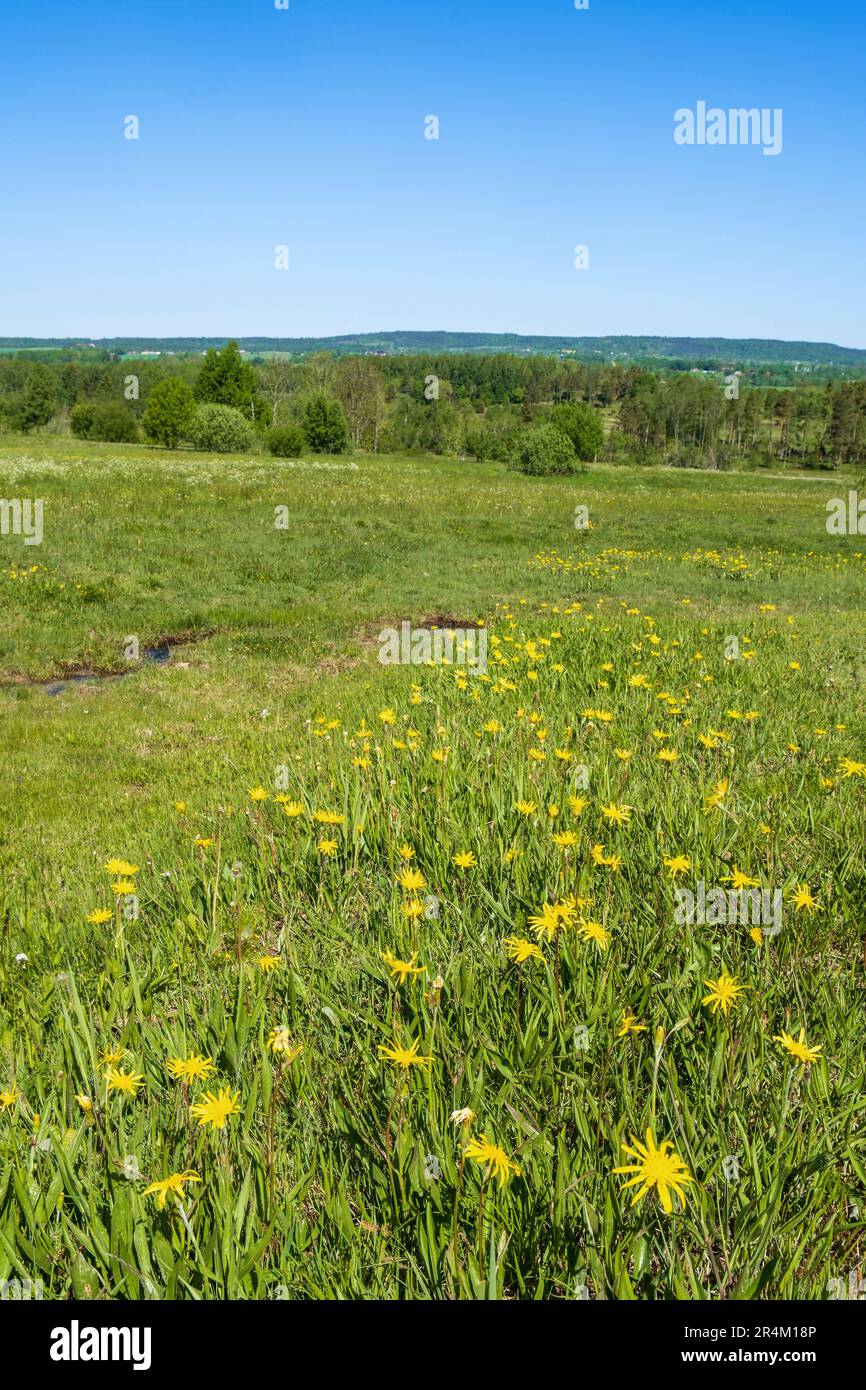 Landscape view with Blooming Viper's-grass on a meadow Stock Photo