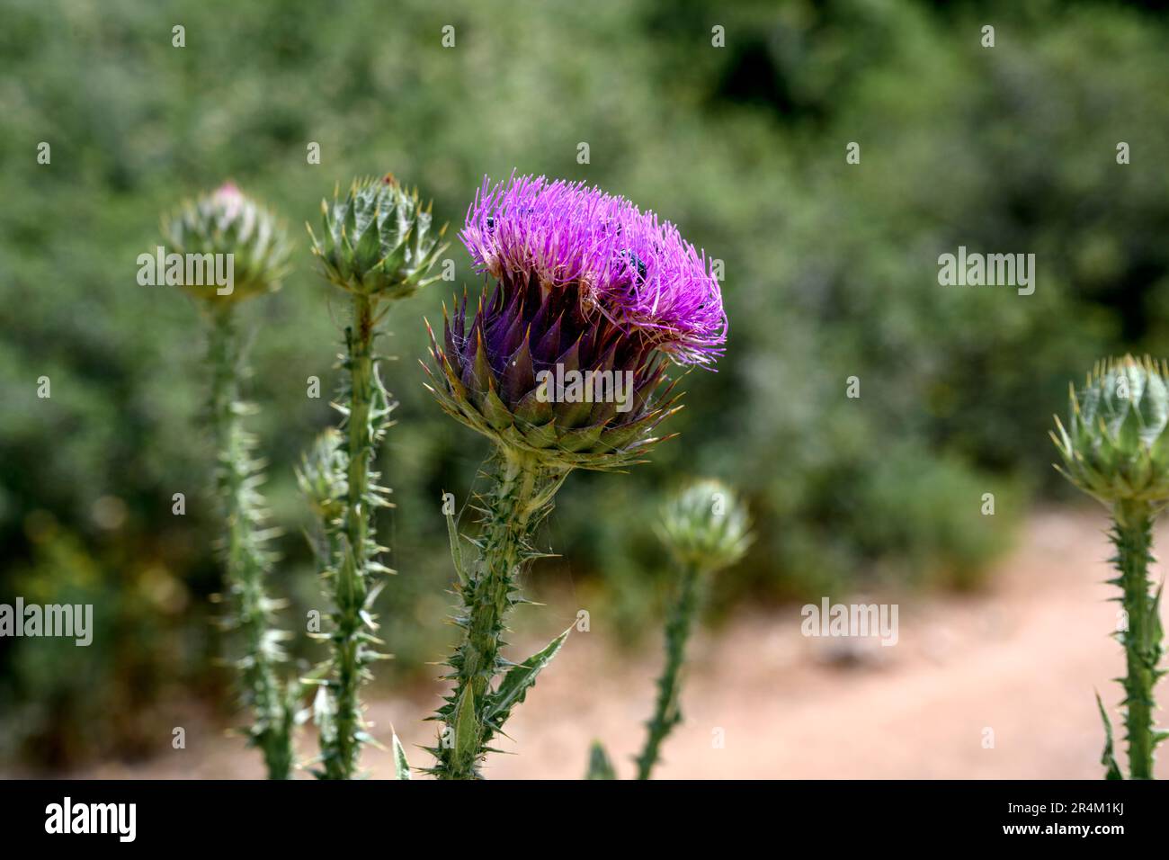 Cirsium is a genus of perennial and biennial flowering plants in the Asteraceae, one of several genera known commonly as thistles. They are more preci Stock Photo