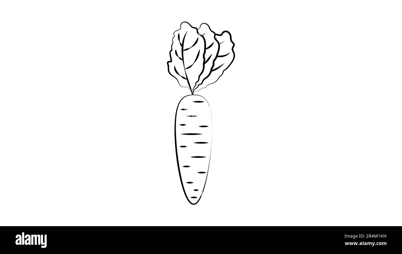 Carrot clipart Black and White Stock Photos \u0026 Images - Alamy, image size:1300x821