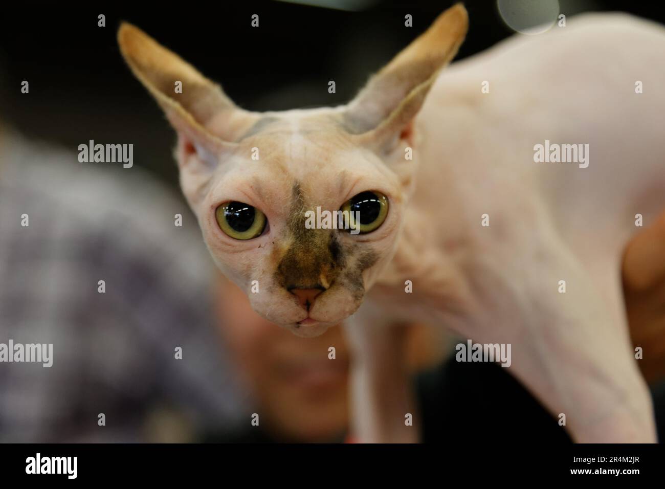 Portrait de chat sphynx Stock Photo