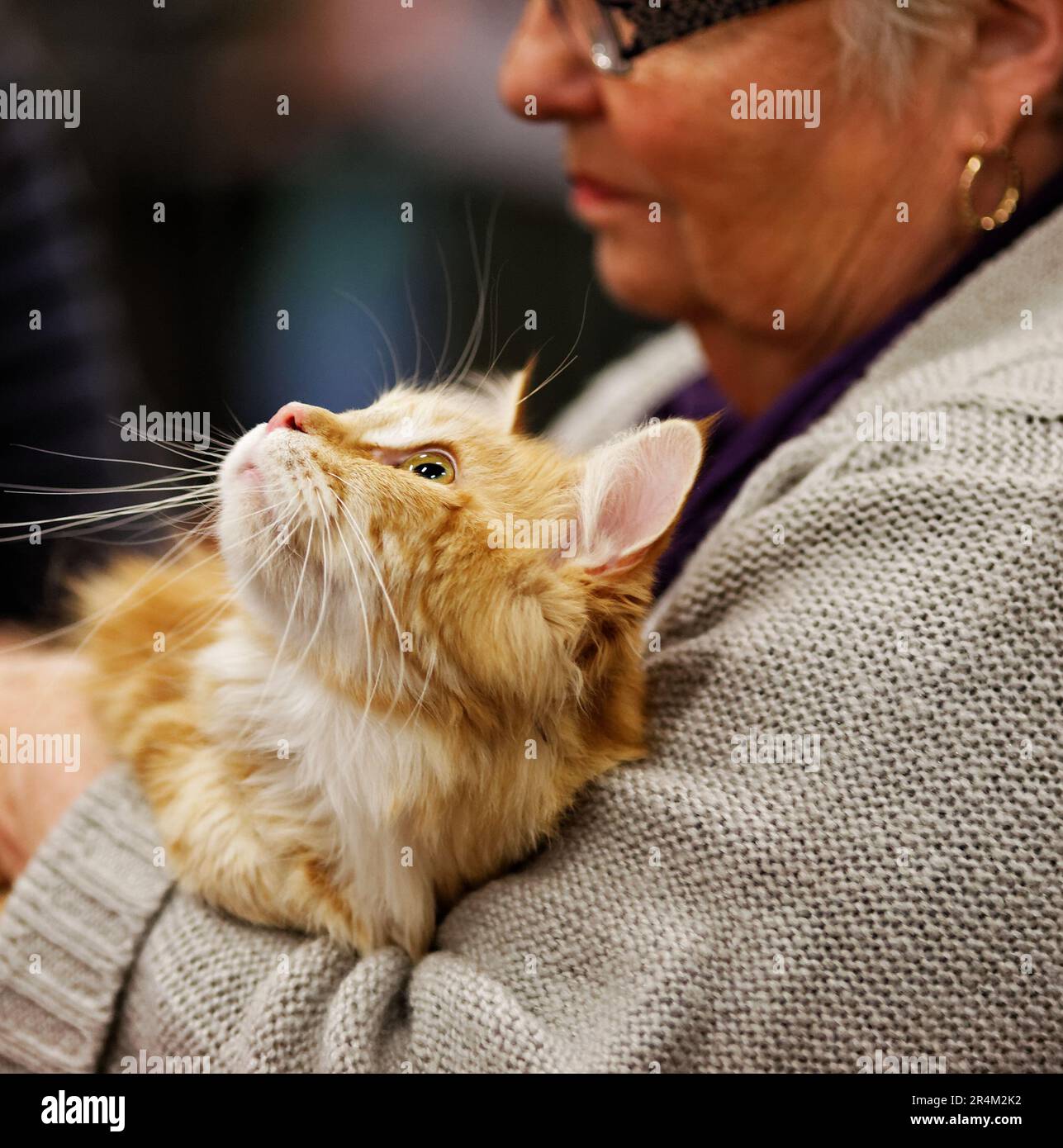 Une femme âgée avec un chat dans la main Stock Photo