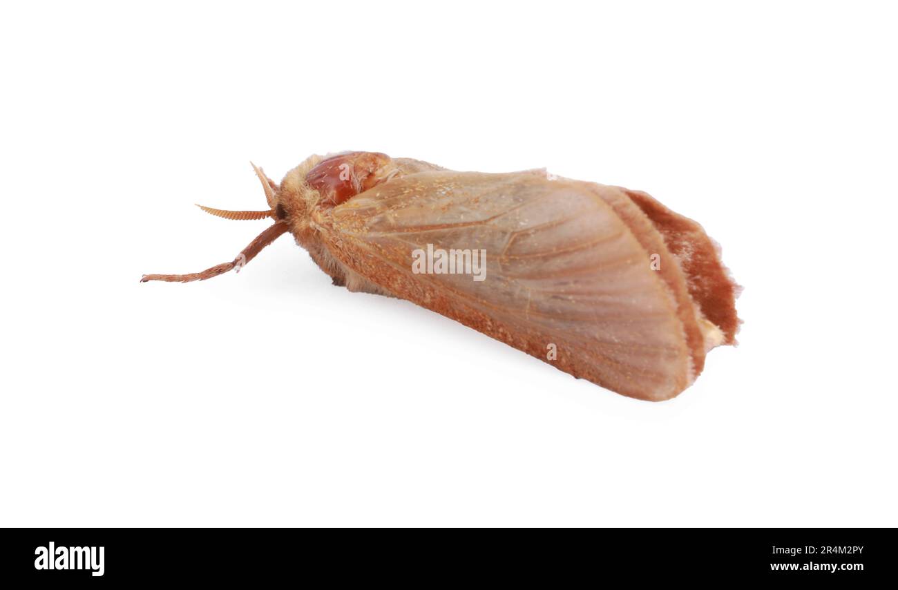 Brown common clothing moth isolated on white Stock Photo Alamy