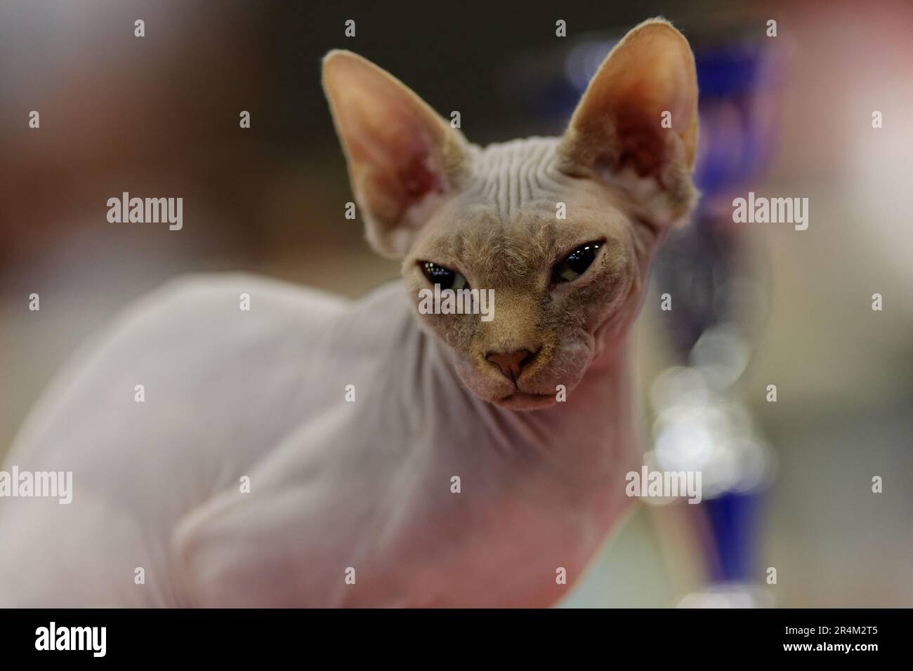 Portrait de chat sphynx en gros plan Stock Photo