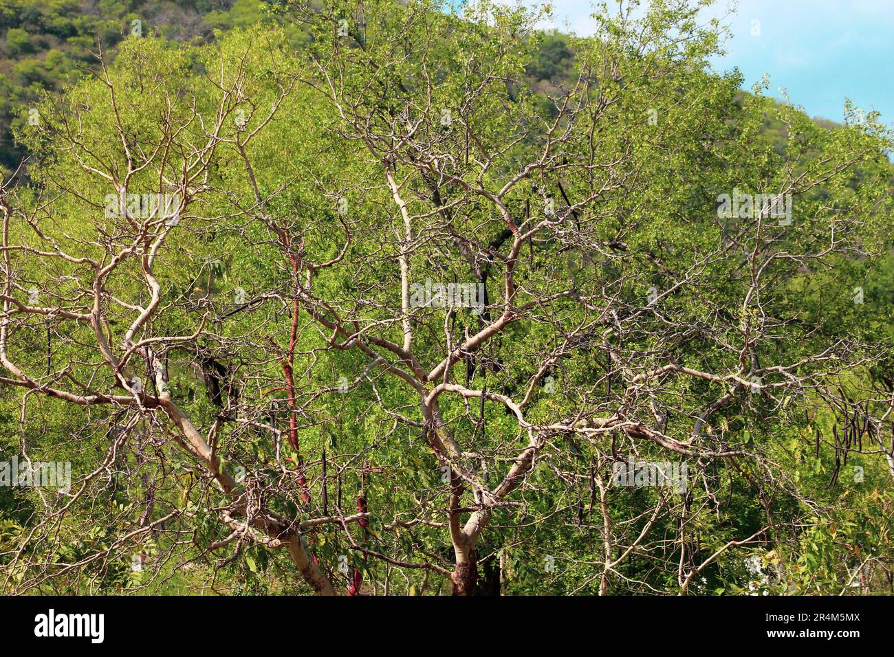 green trees with dry branches Stock Photo