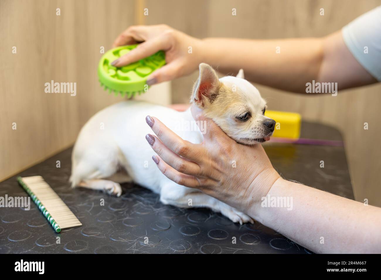 white chi hua hua is combing by groomer in the grooming salon. animal care concept Stock Photo