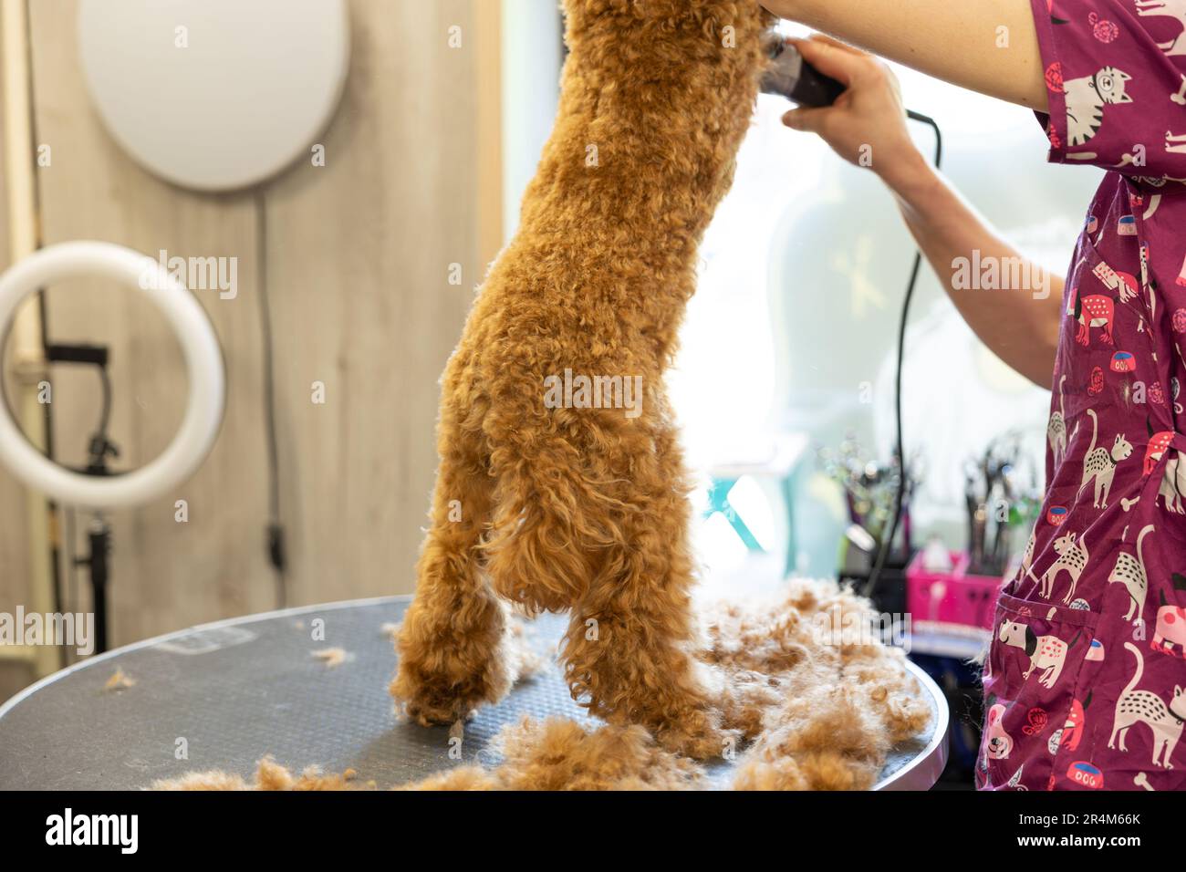 Image showcasing groomer cutting hairs of curly poodle dog by haircut trimmer in ...