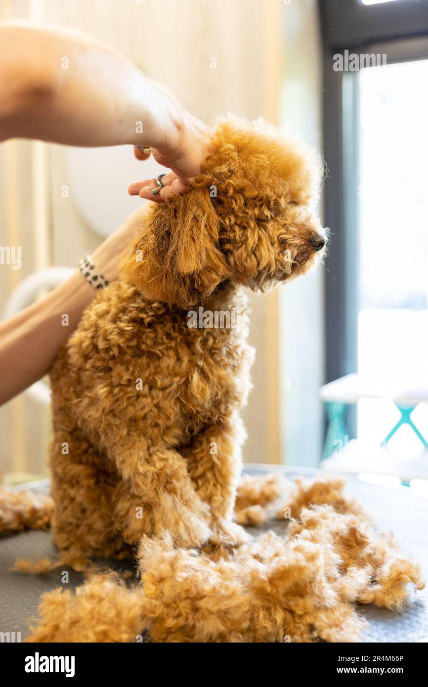 View of groomer cutting hairs of curly poodle dog by scissors in grooming salon ...